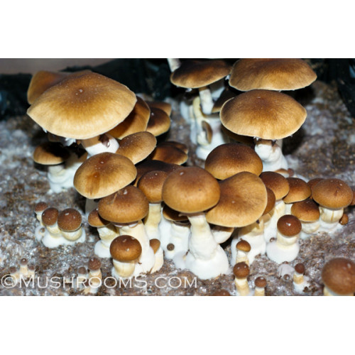 koh samui mushroom trip review